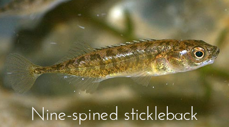 nine-spined_stickleback