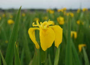 Irises Loughrea Lake