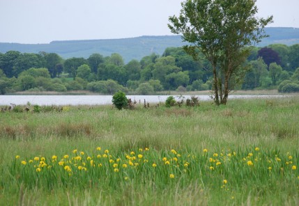 Yellow Irises at Corrys Field