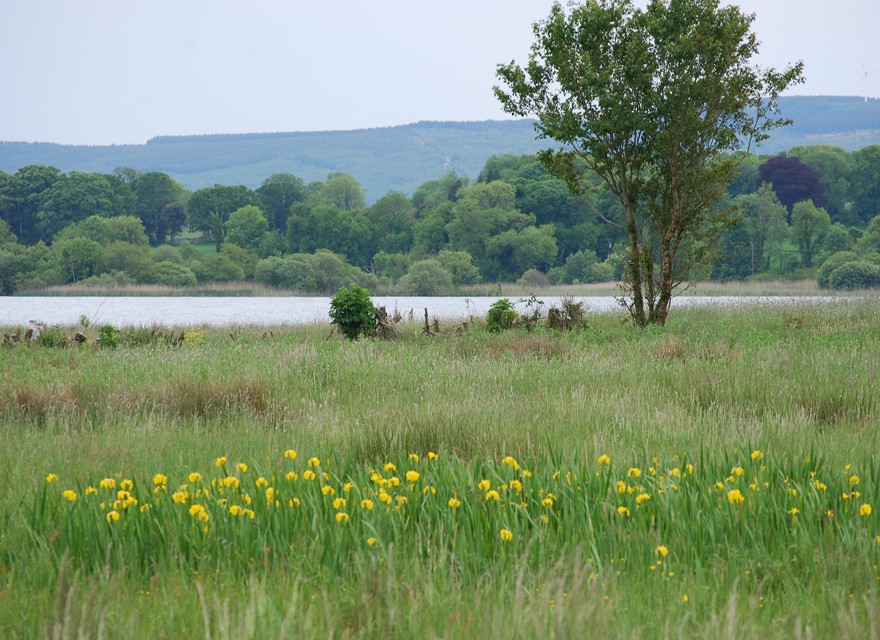 Yellow Irises at Corrys Field